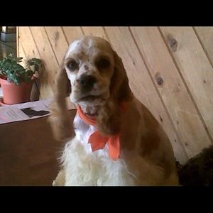 Meet your Posher, Franklin